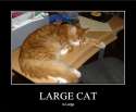 Large Cat.jpg