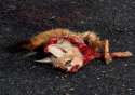 Indian Fox roadkill Sultanpur.jpg