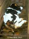 3311-dying-veal.jpg