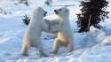Baby polar bears.jpg