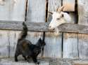 cat-and-goat-on-farm.jpg