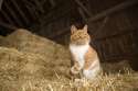 a-farm-cat-sitting-on-a-bale-of-straw-tim-laman.jpg