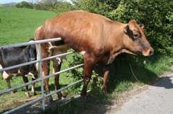 Cow-stuck-on-a-fence_full.jpg