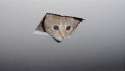 ceilingcat.jpg