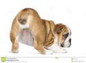 rear-view-english-bulldog-puppy-bottom-up-months-old-isolated-white-30816782.jpg
