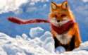 red-fox-paint_tn2.jpg