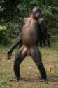 pygmy_chimp_bonobo_flat_vagina_female_standing.jpg