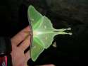 Green moth.jpg