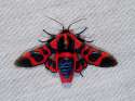 Supervillan moth.jpg