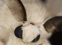 White silk moth.jpg