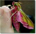 Colour Moth.png