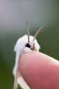 Tiny moth.jpg