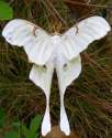 Elegant moth.jpg