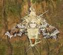 Dead moth.jpg
