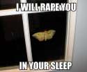 Moth rapist.jpg