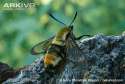Narrow-bordered-Bee-Hawk-moth-.jpg