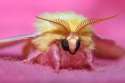 rosy maple moth 3.jpg
