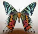Glorious moths.jpg