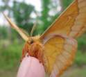 Orange cute moth.jpg