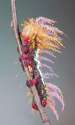 Saturniidae moth caterpillar.jpg