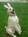 Easter Dog.jpg