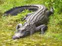 alligator-1024.jpg