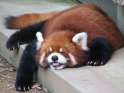 Red-Panda-is-a-Happy-Napper-l.jpg