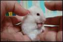 funny-cute-gif-picture-surprised-mouse.gif