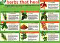 Herbs that heal.jpg