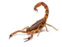 brown-scorpion.jpg