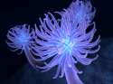 anemones.jpg