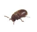 main_biscuit-beetle-stegobium-paniceum.jpg