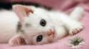 40-Beautiful-and-Cute-Kitten-Pictures-3.jpg