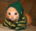 kitten-sweater.jpg