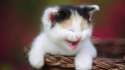 Super-Cute-Kitten-in-Basket-HD-Wallpaper.jpg