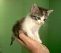 so-cute-3-cute-kittens-9989494-1098-960.jpg