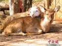 male-ram-and-female-deer-to-marry-in-chinese--L-TQE4lX.jpg