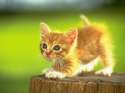 cute-kitten-631-2.jpg
