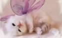 cute-kitten-wallpaper-kittens-16094693-1280-800.jpg