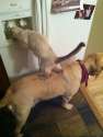 Partnership - cat standing on dog's back to drink from refrigerator water dispenser.jpg