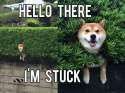 hello-there-im-stuck-dog.jpg