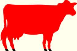 red-heifer-md.png