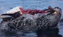 leopard-seal-tearing-penguin.jpg