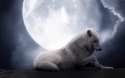 6984784-white-wolf-full-moon.jpg