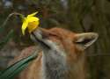 Fox Smelling a Flower.jpg