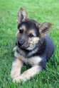 14351943-adorable-german-shepherd-puppy.jpg
