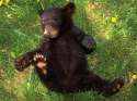 Black-Bear-Cub.jpg