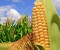 corn-growing.jpg