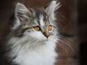 Sibirische-Katze-Orange-Augen.jpg