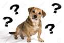 16534271-a-little-dog-puzzled-Stock-Photo-dog-question-confused-1.jpg